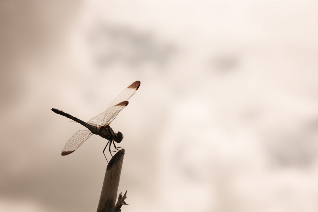 f:id:papandaikuji:20160917214325j:plain