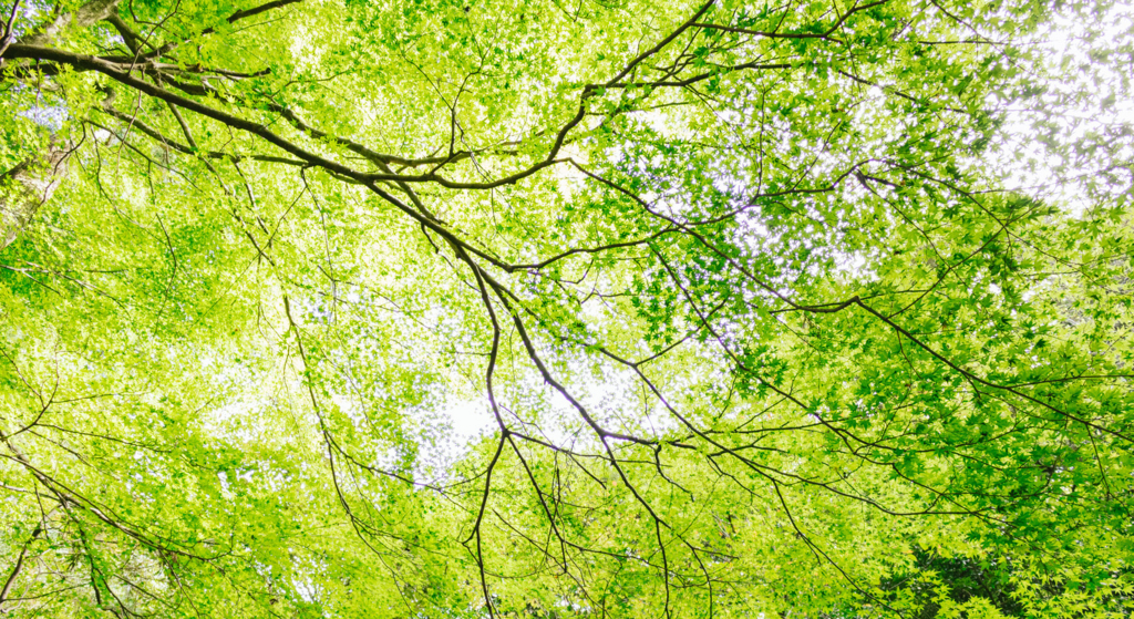 f:id:papandaikuji:20170204012748j:plain