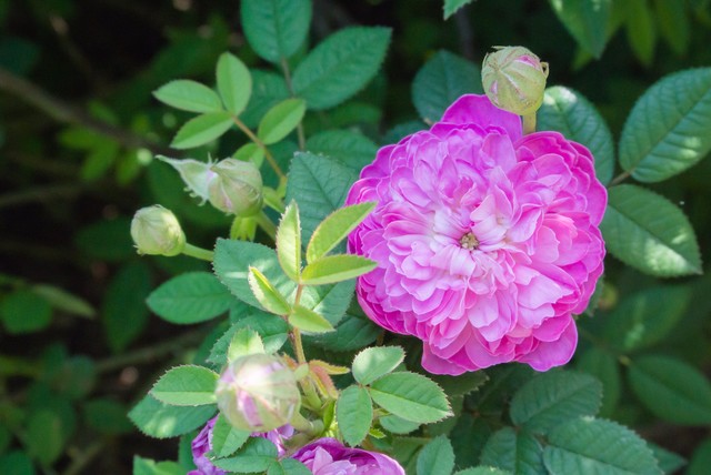 f:id:papandaikuji:20170601222537j:plain