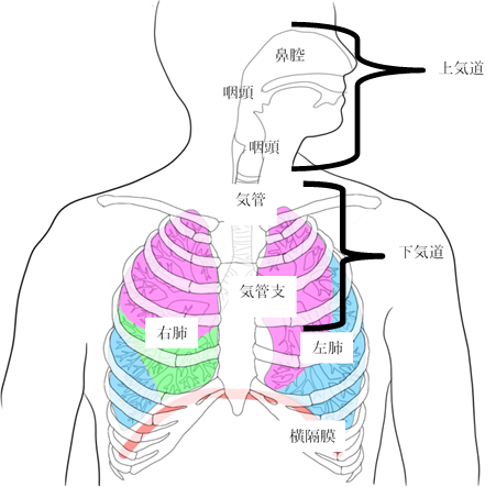 f:id:papanurse:20200716043815p:plain