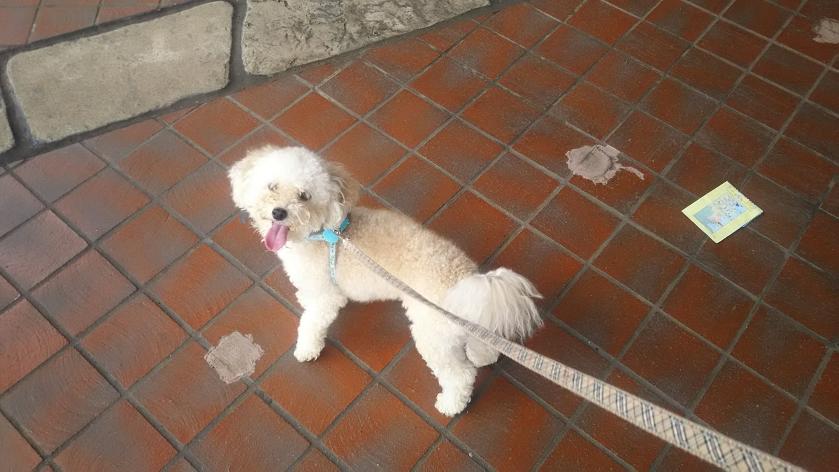 f:id:papas-colour:20190925225247j:plain