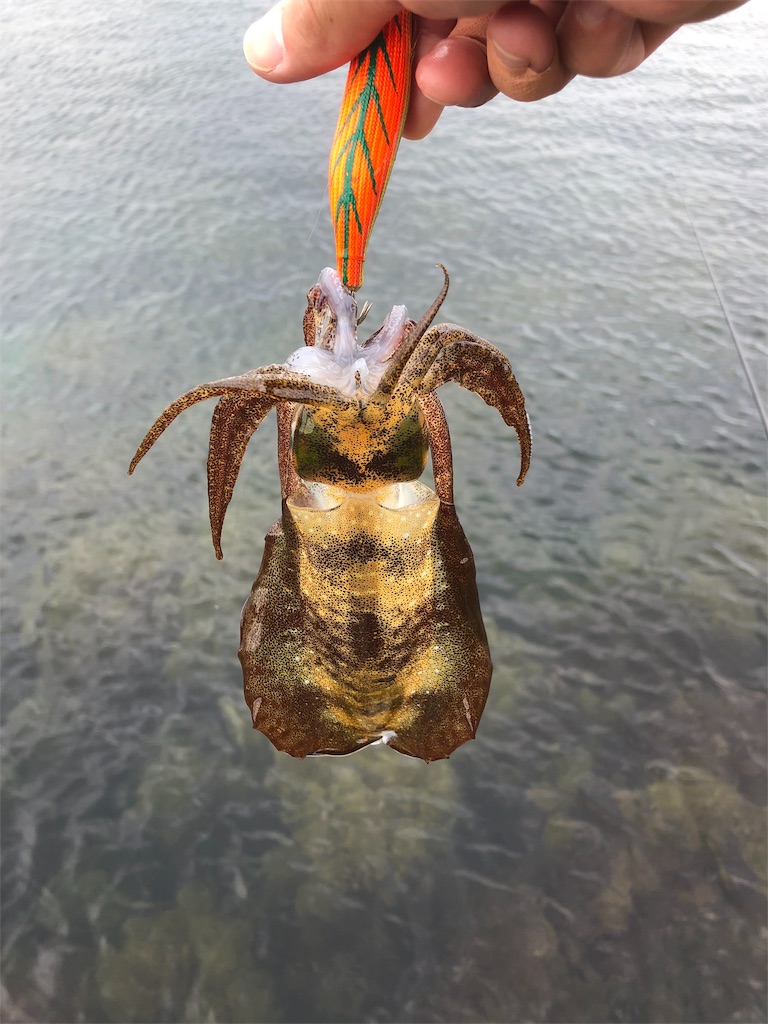 f:id:papatam93:20191003224437j:image