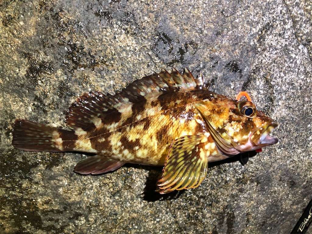夏夜のロックフィッシュ狩り Mersyの釣り日記 夏夜のロックフィッシュ狩り Mersyの釣り日記