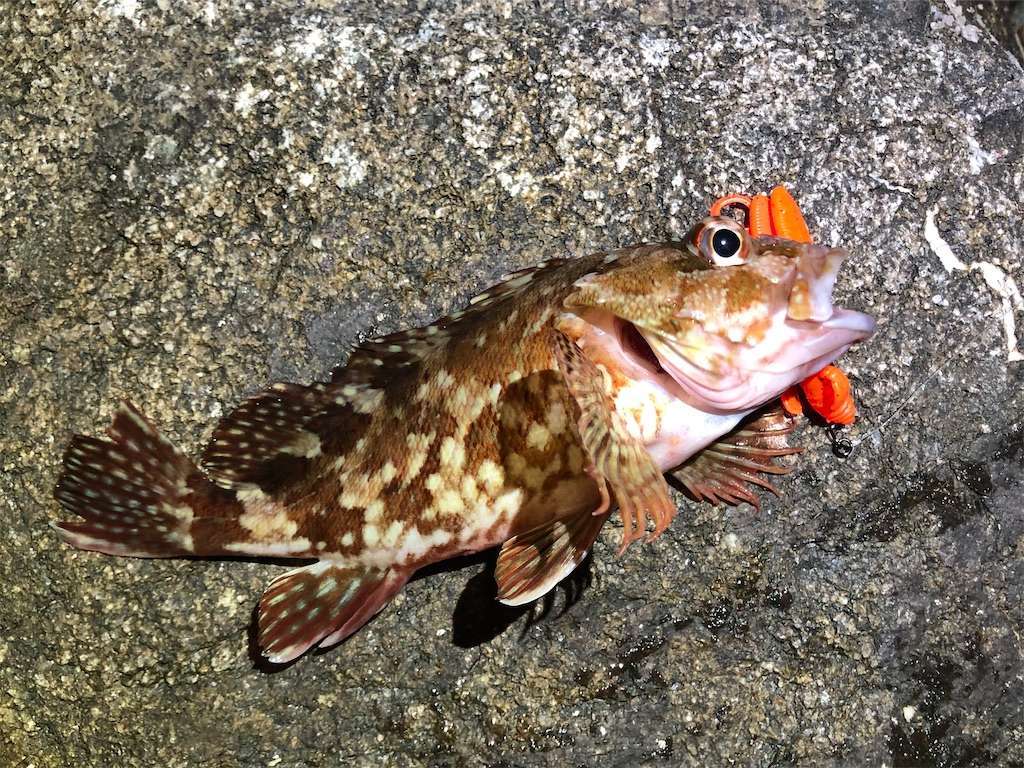 夏夜のロックフィッシュ狩り Mersyの釣り日記 夏夜のロックフィッシュ狩り Mersyの釣り日記