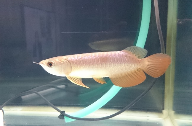 (話中)　熱帯魚　アロワナ　水槽　2 話中) 熱帯魚 アロワナ 水槽 2