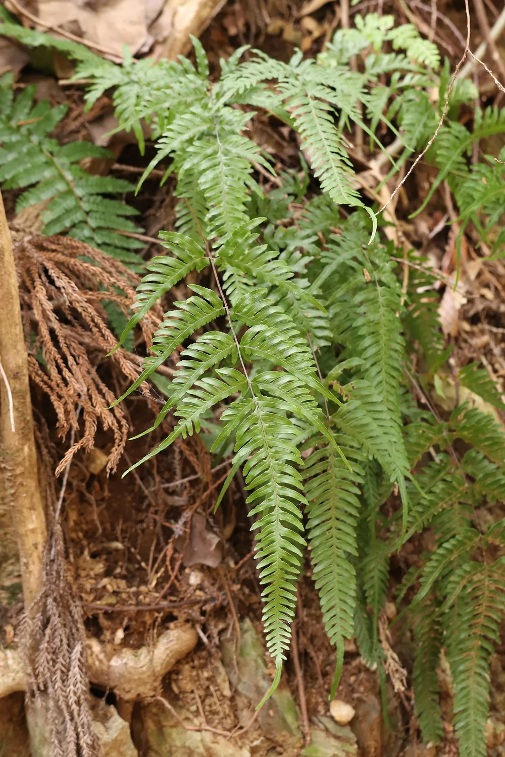 オオバノハチジョウシダ・オオバノアマクサシダ - 八王子あたり