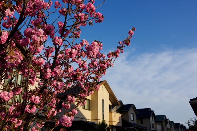 f:id:papayapapa:20171105084156j:plain f:id:papayapapa:20171105084156j:plain