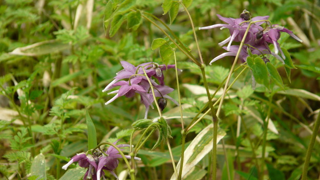 f:id:papayapapa:20180111103902j:plain