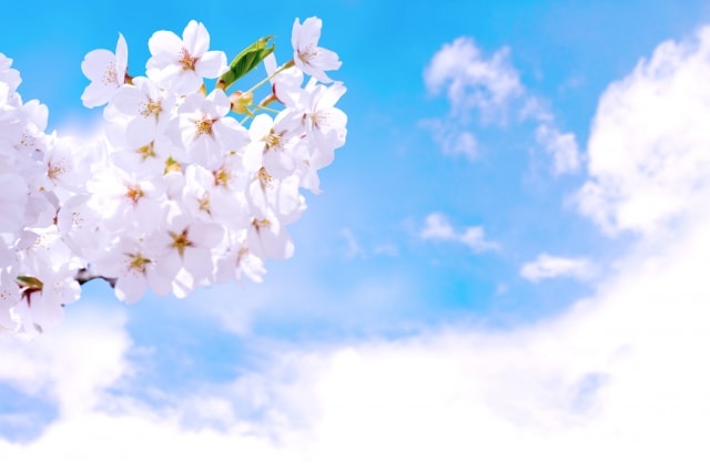 f:id:papayapapa:20180417222957j:plain f:id:papayapapa:20180417222957j:plain