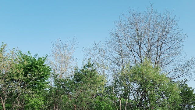 f:id:papayapapa:20180430123242j:plain