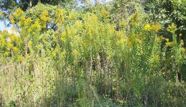 f:id:papayapapa:20180430131517j:plain