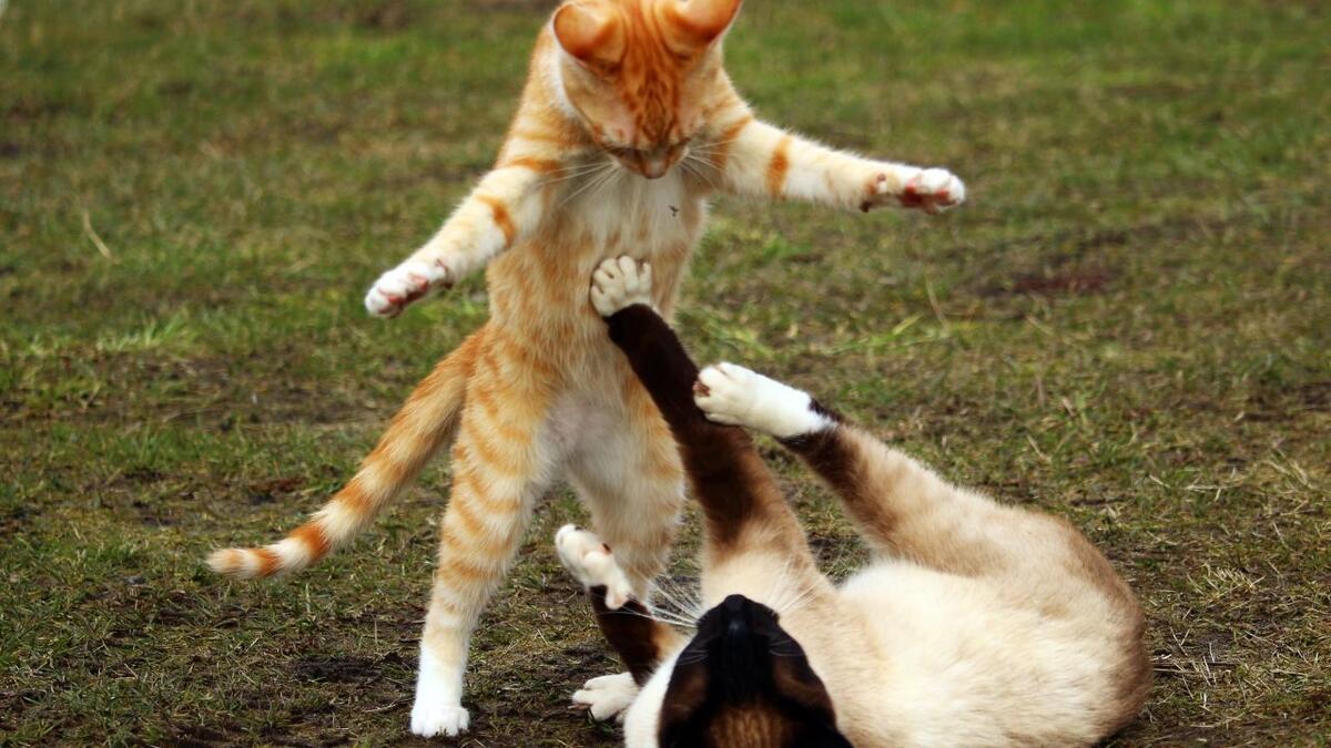 デッド・キャット・バウンス