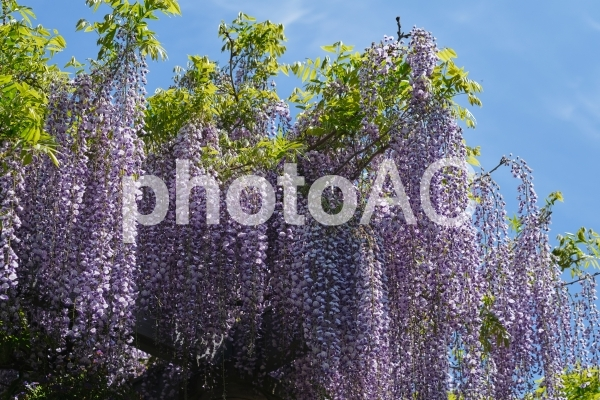 f:id:papibo:20200711112611p:plain