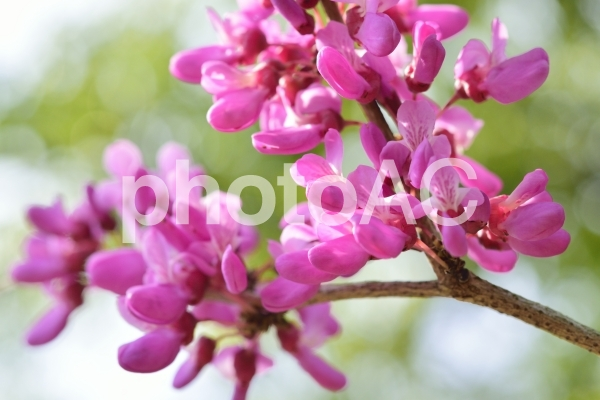 f:id:papibo:20200711112811p:plain