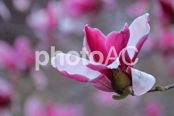 f:id:papibo:20200729131416p:plain