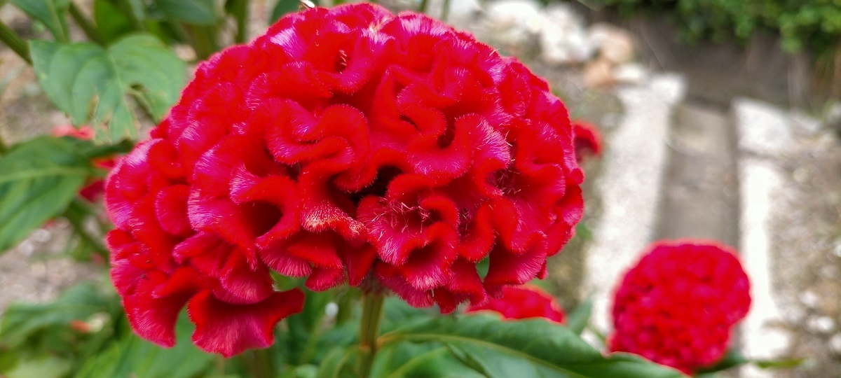 f:id:papibo:20201014100450j:plain f:id:papibo:20201014100450j:plain