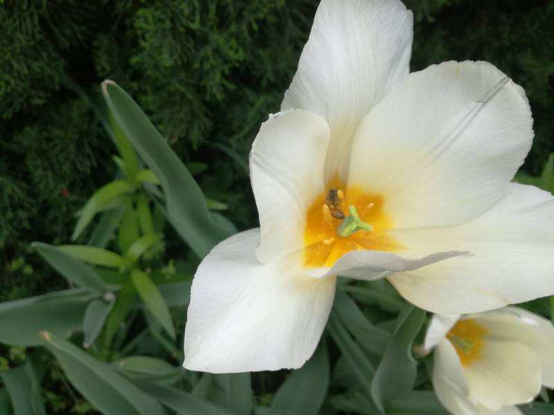 御茶ノ水　ニコライ堂　チューリップ