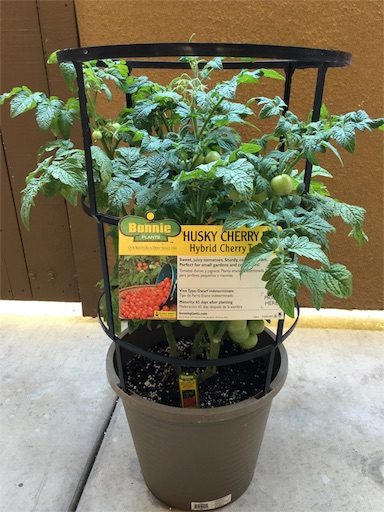 f:id:papiko8-l:20160629014008j:image