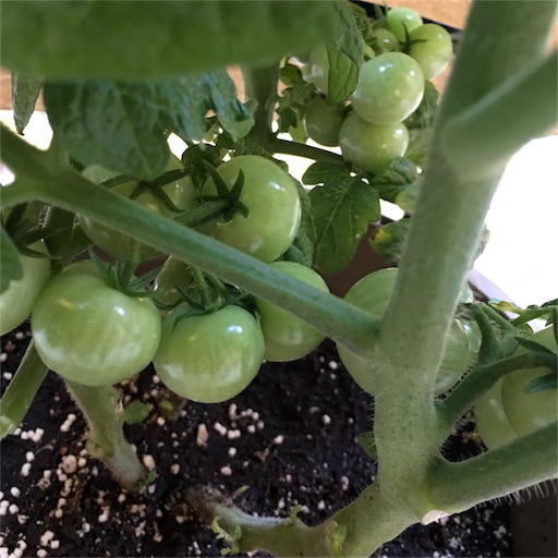 f:id:papiko8-l:20160629014022j:image