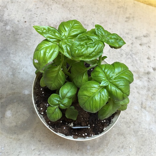 f:id:papiko8-l:20160629014050j:image