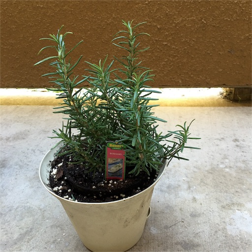 f:id:papiko8-l:20160629014102j:image