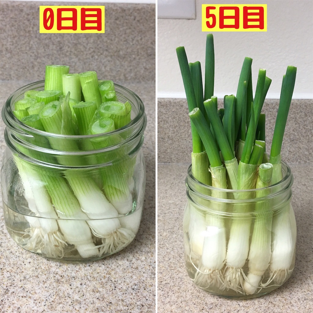 f:id:papiko8-l:20170514035759j:image