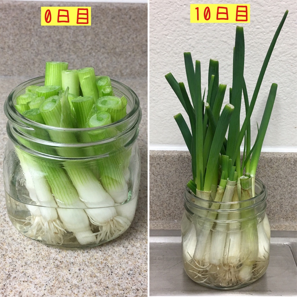 f:id:papiko8-l:20170514035806j:image