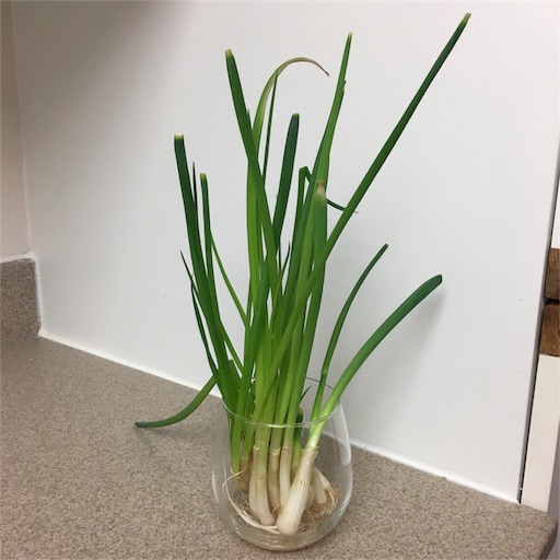 f:id:papiko8-l:20171129212958j:image f:id:papiko8-l:20171129212958j:image