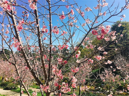 f:id:papiko8-l:20180416003735j:image