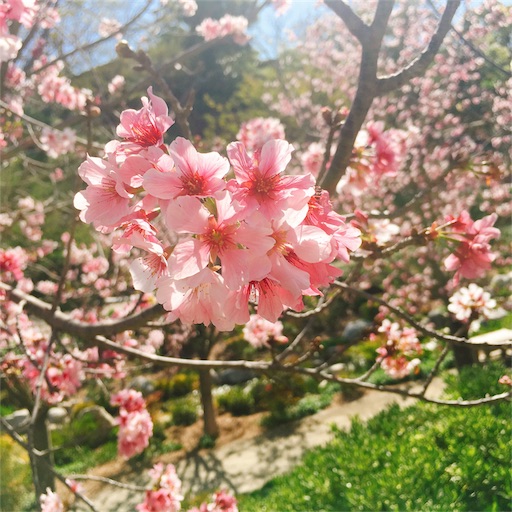 f:id:papiko8-l:20180416004020j:image