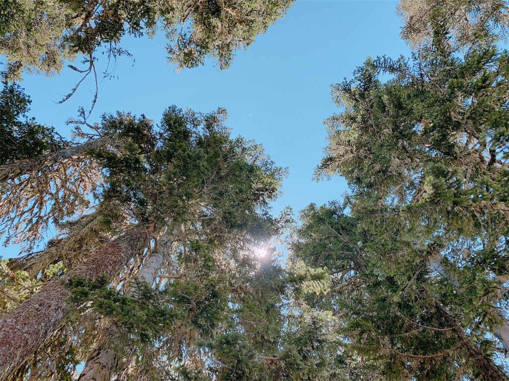 f:id:papiko8-l:20190618213726j:image