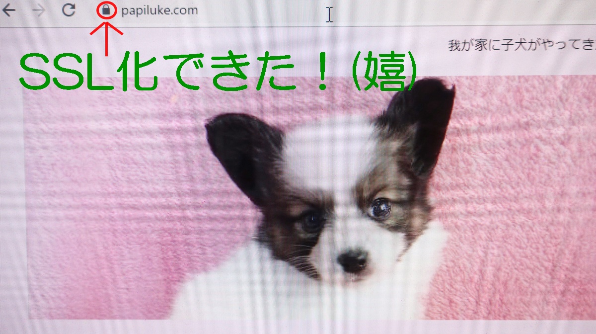 f:id:papiluke:20191201131638j:plain f:id:papiluke:20191201131638j:plain