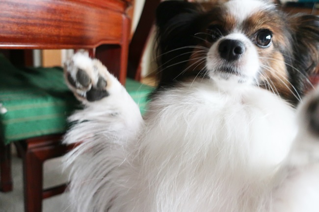 f:id:papiluke:20191201133617j:plain f:id:papiluke:20191201133617j:plain