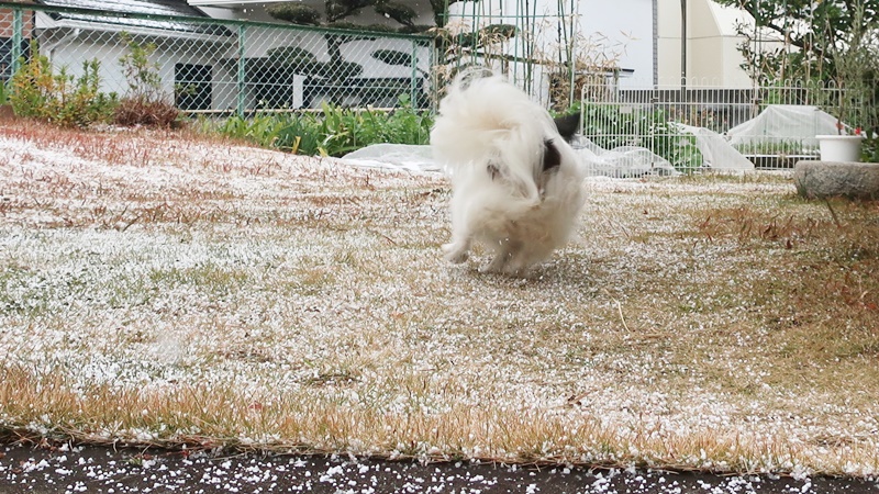アタシの朝練 - 「犬にバカなし、バカは飼い主」 パピヨン備忘録PART2+α