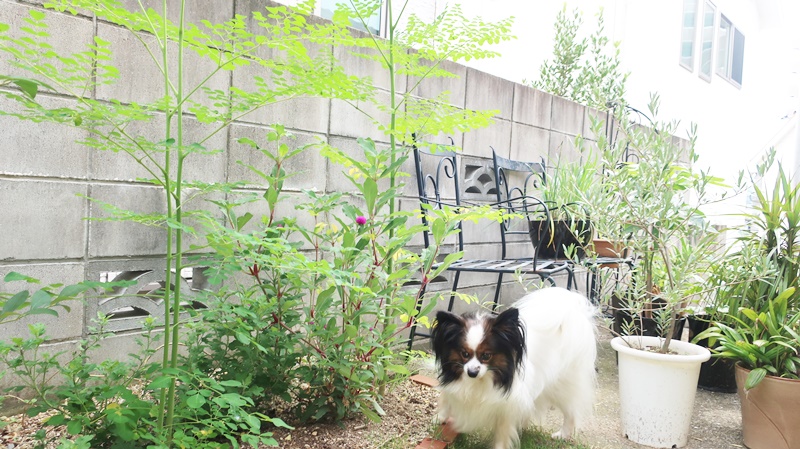 モリンガ　苗　２株　種　5粒 モリンガ 苗 2株 種 5粒 スーパーフード】 無農薬 モリンガ苗木 樹高