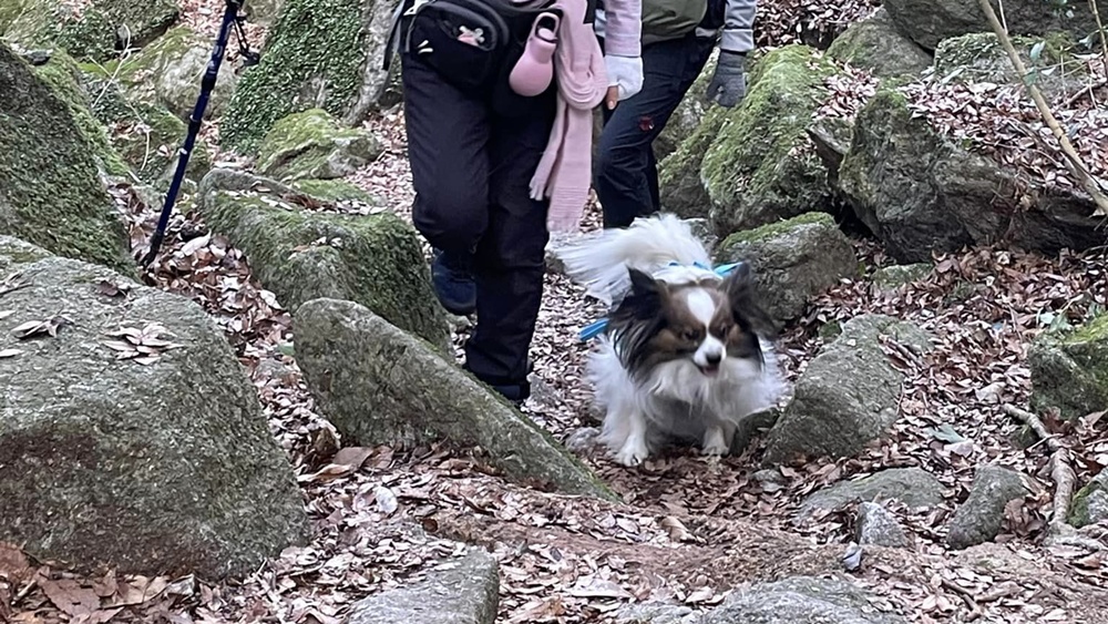 軽快に登山道を駆け上がるサファイア。