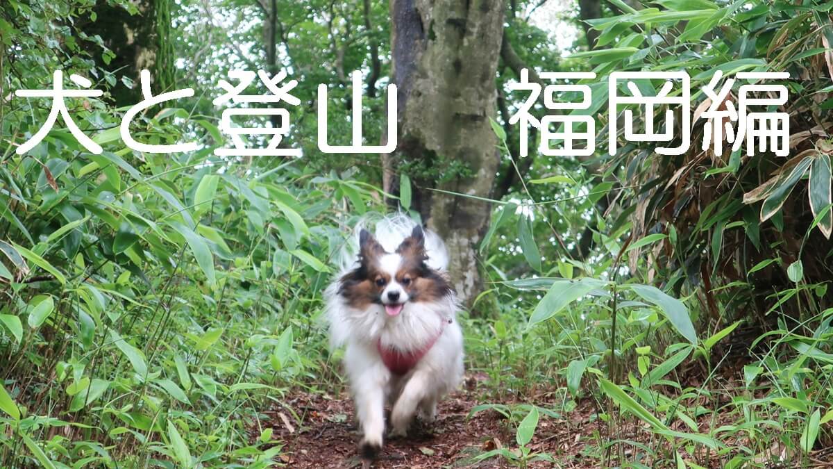 山中を走るパピヨン犬。