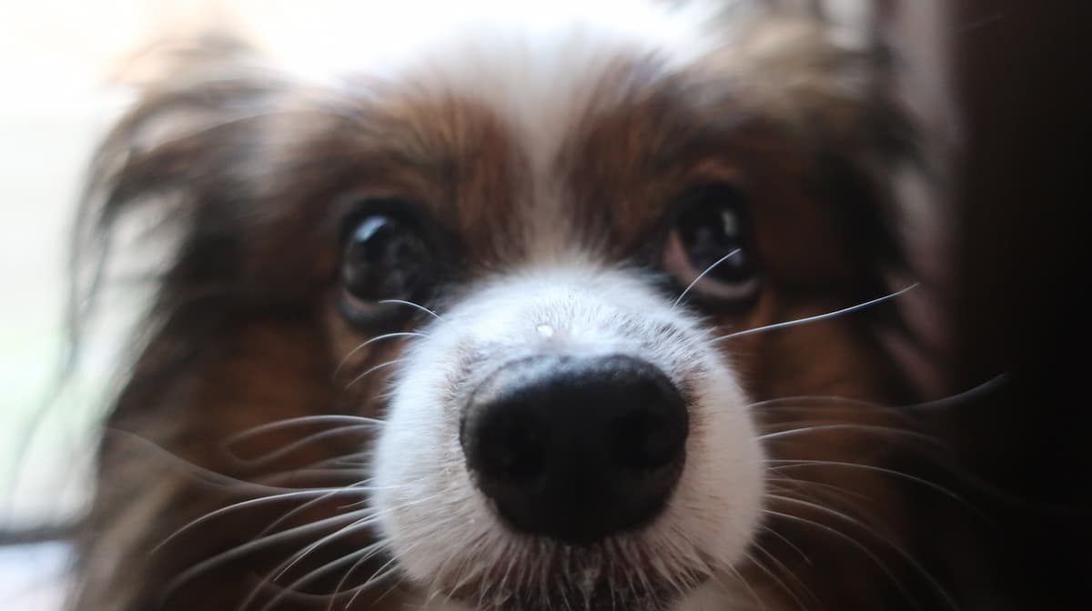 お顔アップで見上げるような表情のパピヨン犬、サファイア。