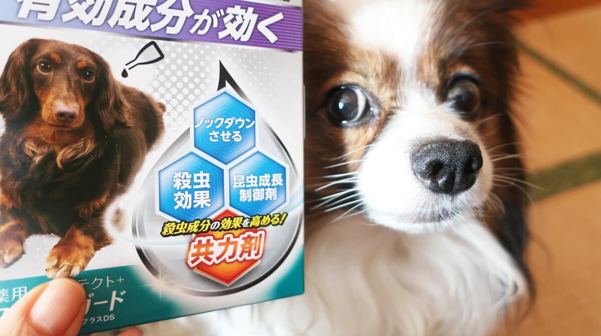 フォースガードとサファイア