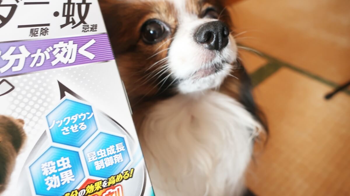 パッケージとサファイア