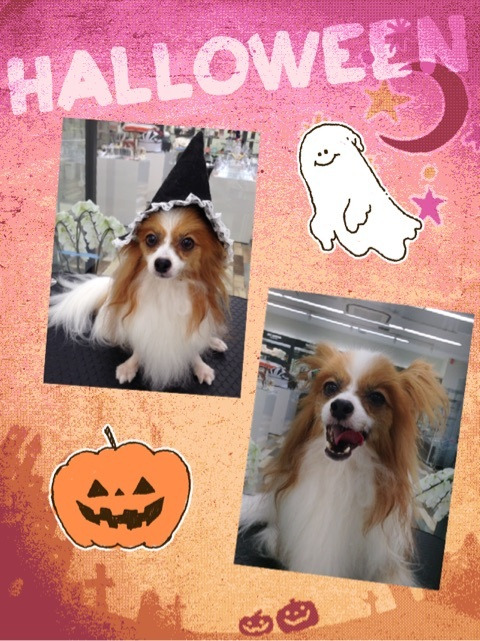 先代ルークのハロウィン