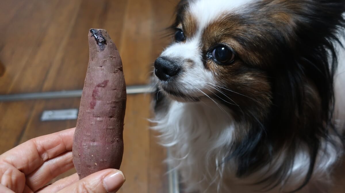 さつま芋とサファイア
