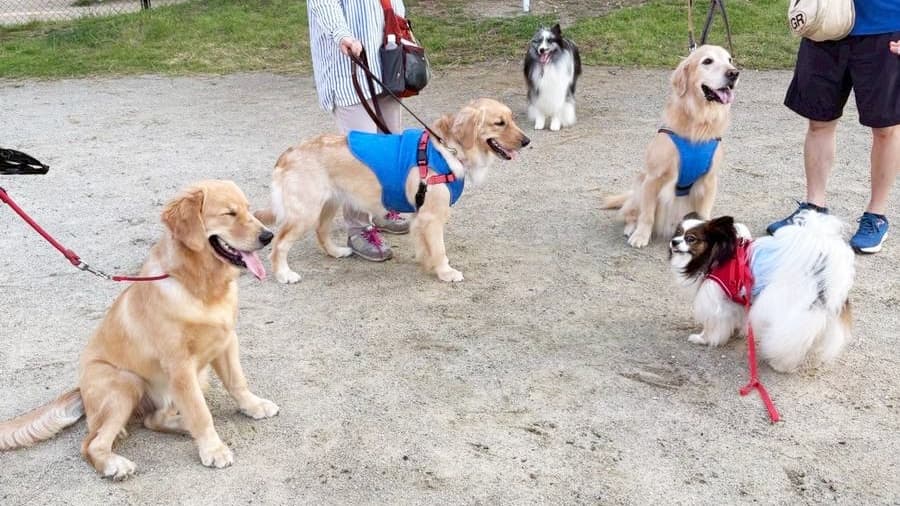３頭のラブラドールと、１頭のシェルティ、そしてサファイア。お散歩で出会うワンちゃんたちと。
