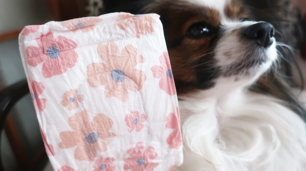 犬用おむつ　ピタフィットとパピヨン犬