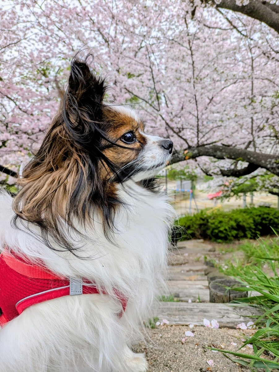 白毛犬がくすむ原因と対策|泡シャンプーでふわさらになる洗い方【写真で比較】 - 「犬にバカなし、バカは飼い主」 パピヨン備忘録PART2+α