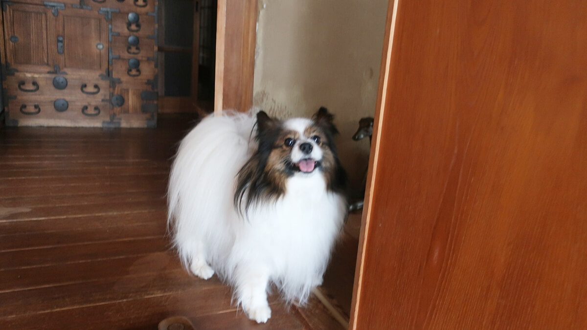 白毛犬がくすむ原因と対策|泡シャンプーでふわさらになる洗い方【写真で比較】 - 「犬にバカなし、バカは飼い主」 パピヨン備忘録PART2+α