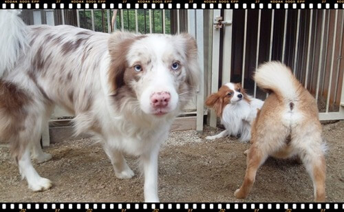 保育園で他の犬たちに囲まれているパピヨンルーク