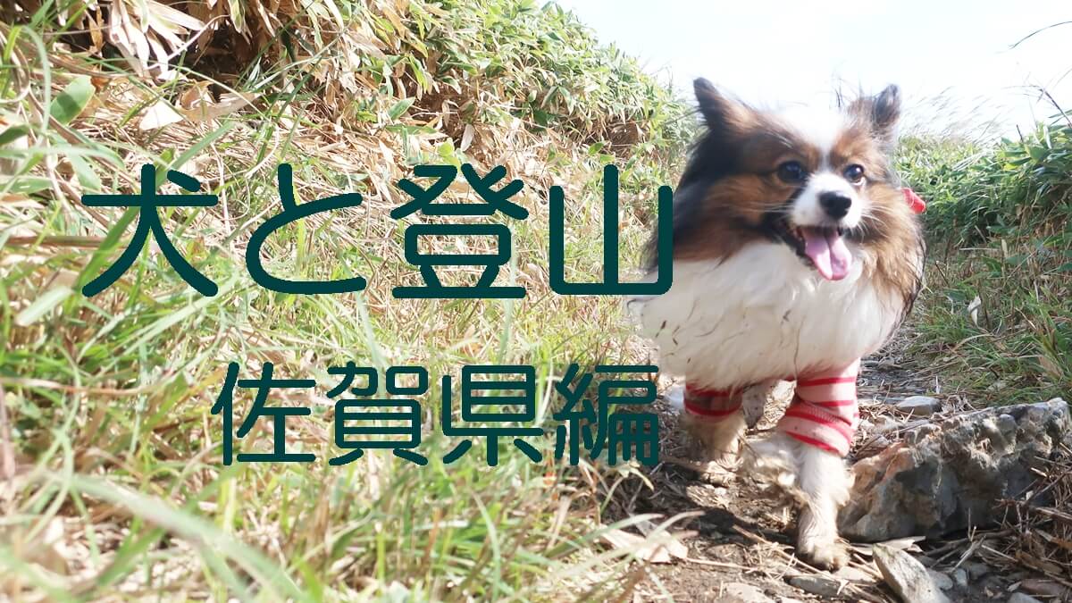 赤とピンクのしましまロンパースを着用して山道を前進するパピヨン サファイア。舌を出して生き生きしたお顔