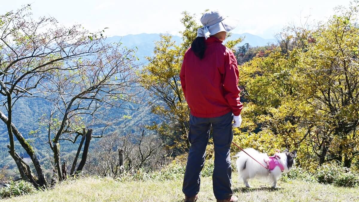 山頂にたたずむ飼い主とパピヨン サファイアの後ろ姿