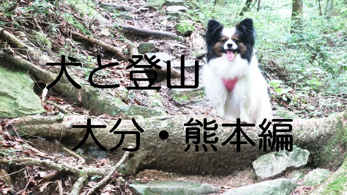 山中で、こちらをスクッと見ているパピヨン サファイア